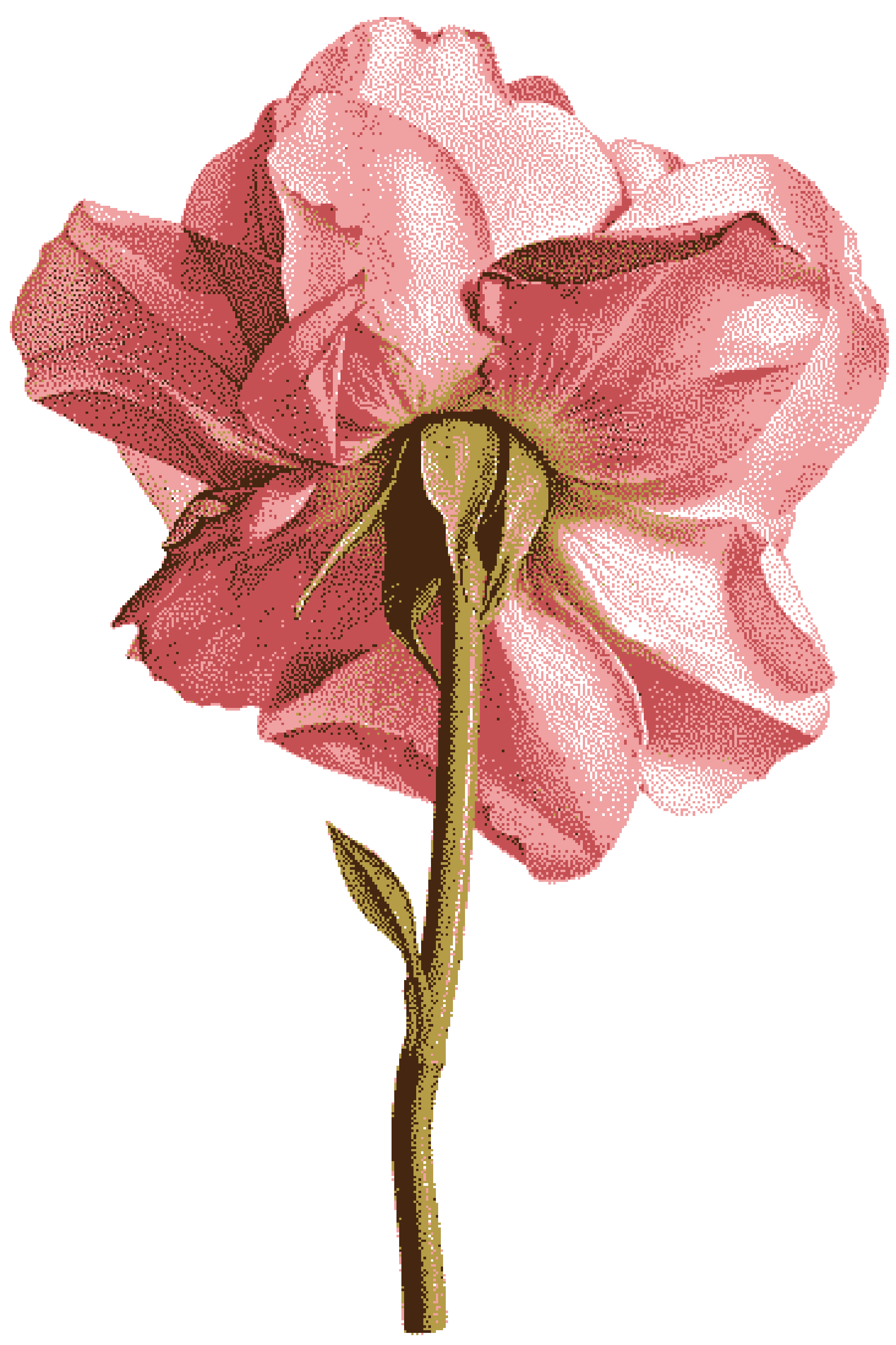 Flor rosa