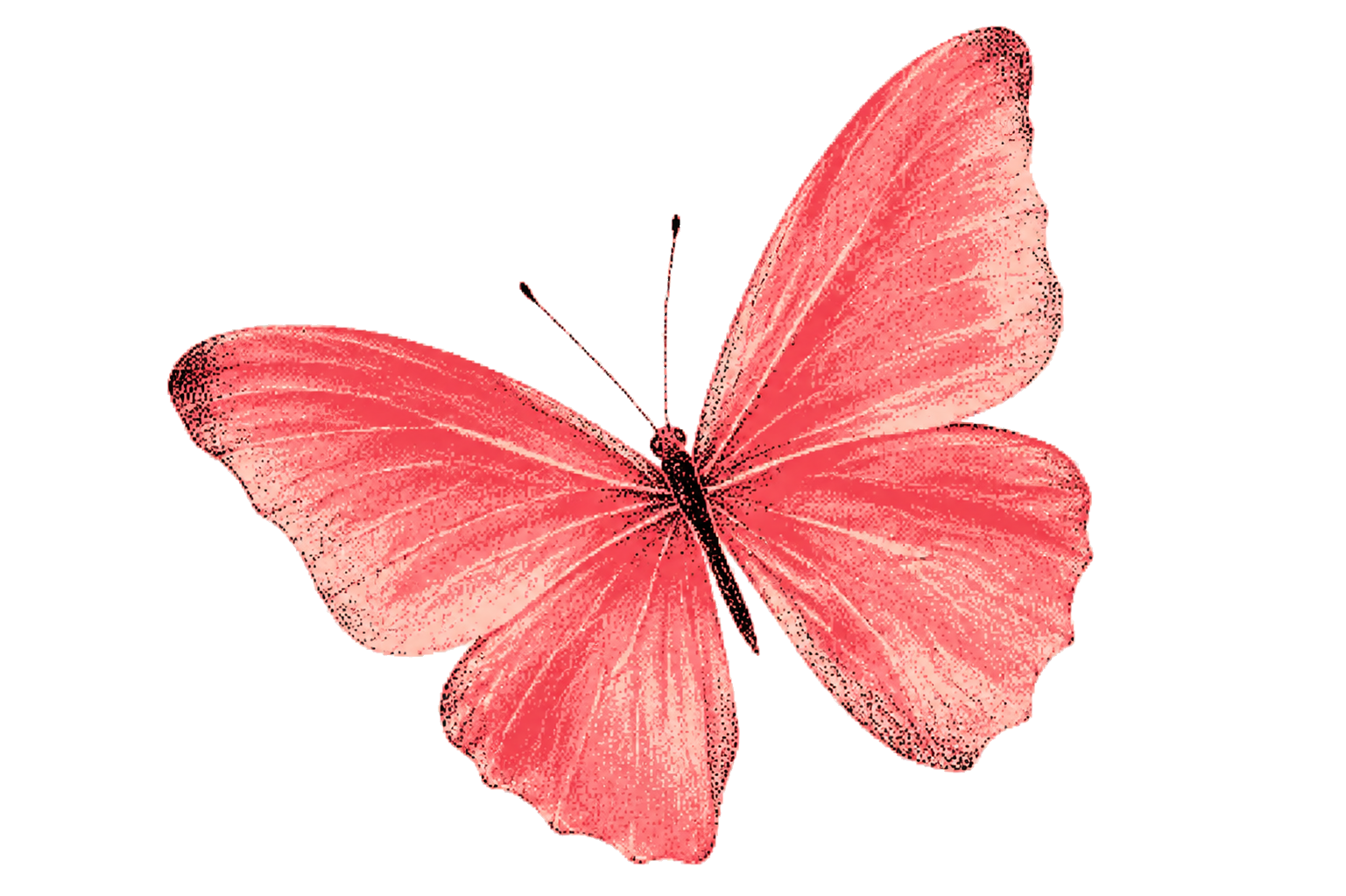 Mariposa de Metamorfosis