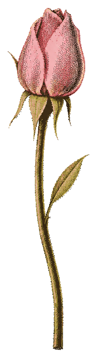 Flor de Metamorfosis