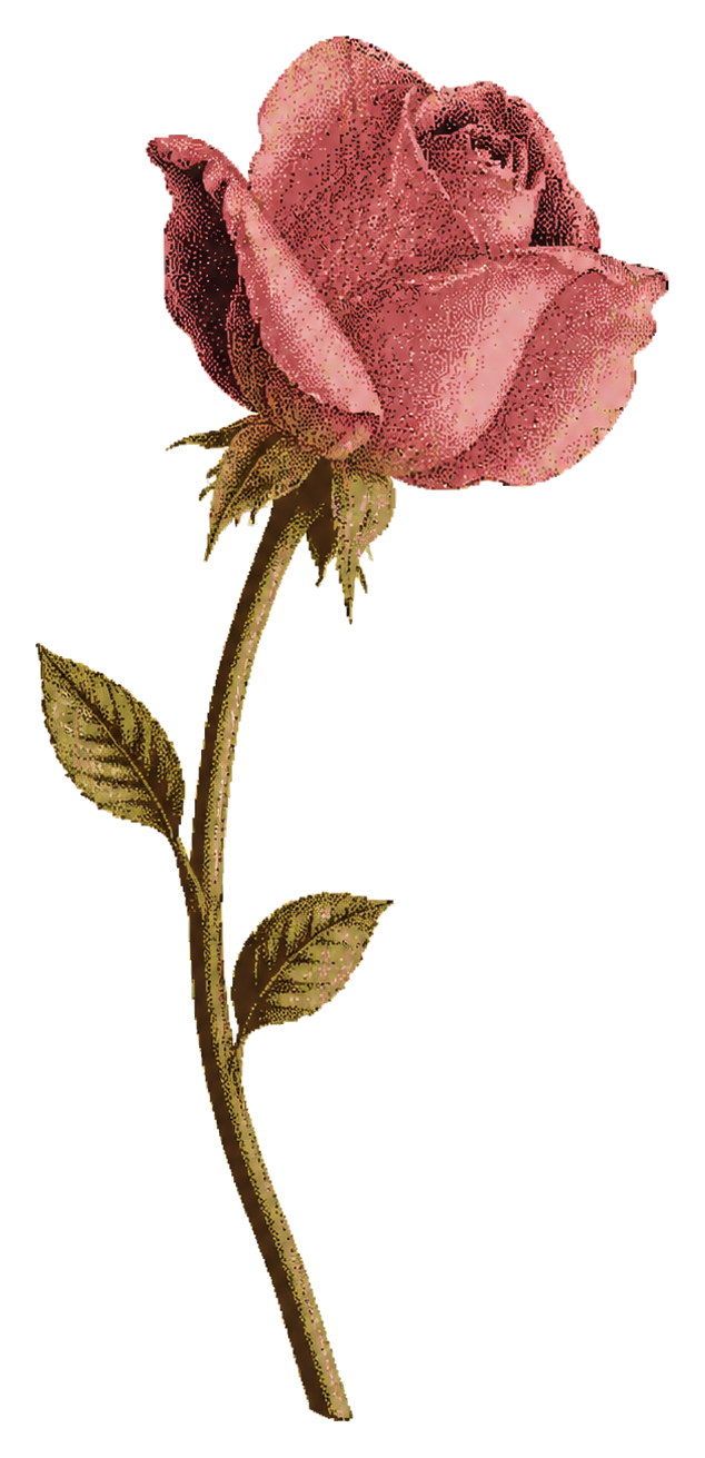 Flor de Metamorfosis